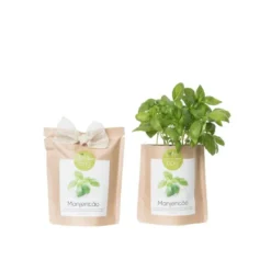 Kit bio prêt à pousser basilic