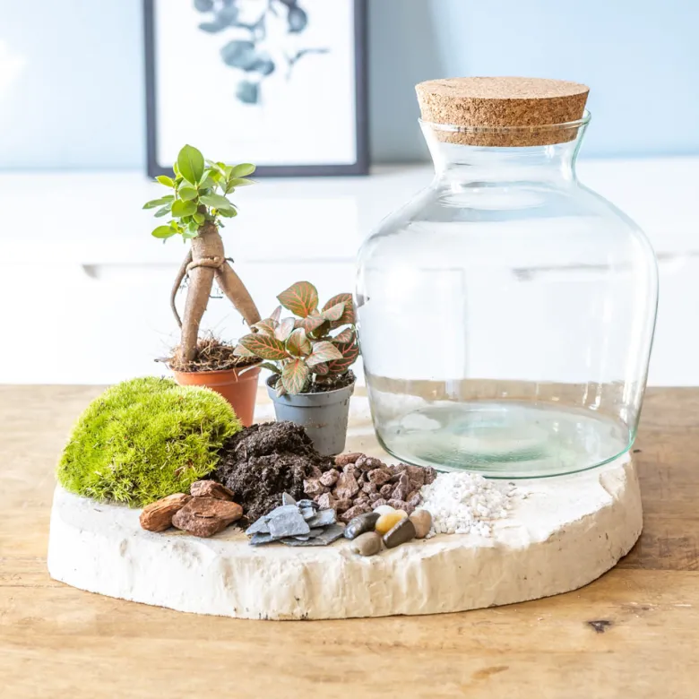 Kit diy pour terrarium 2 plantes