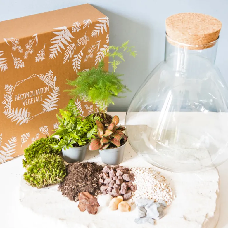 Kit diy terrarium 3 plantes aspargus