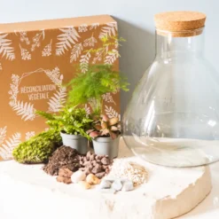 Kit diy terrarium 3 plantes aspargus