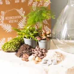 Kit diy terrarium 3 plantes aspargus