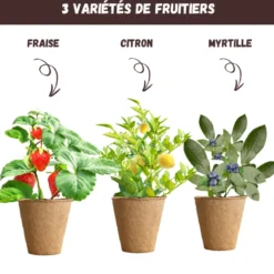 Kit mini fruitiers bio prêt à pousser – fraise, myrtille & mini citronnier