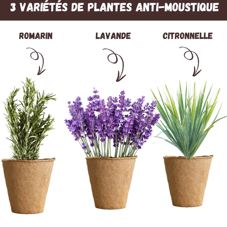 Kit plantes anti-moustique – citronnelle, lavande & romarin – répulsif naturel