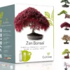 Kit zen bonsaï graines à faire pousser