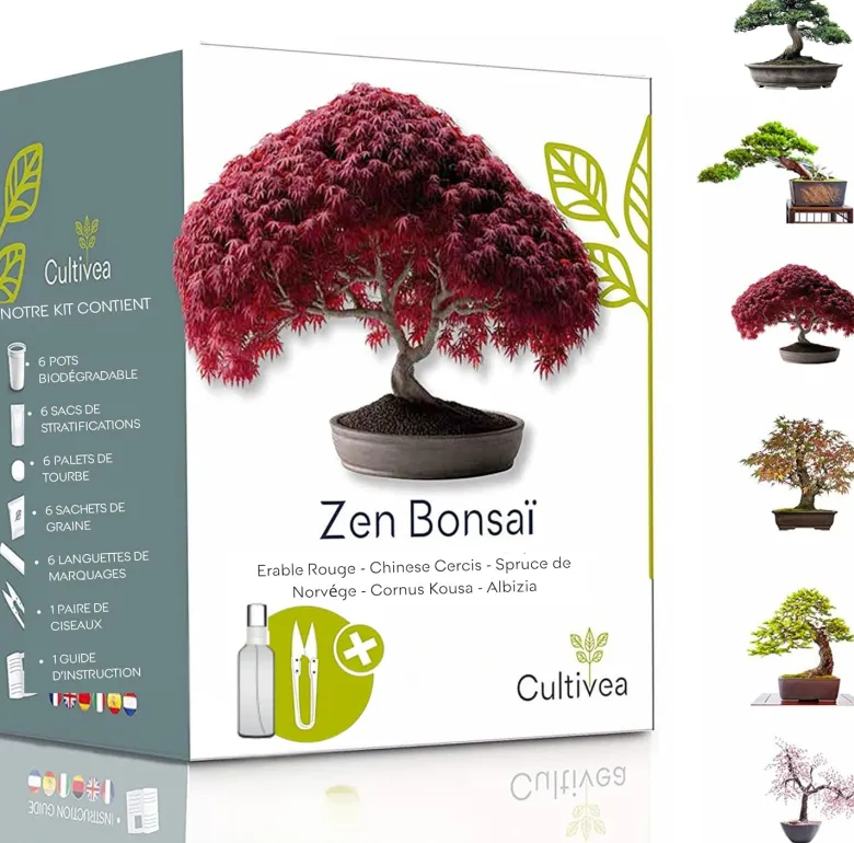 Kit zen bonsaï graines à faire pousser