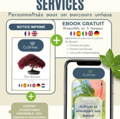 Kit zen bonsaï graines à faire pousser