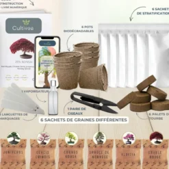 Kit zen bonsaï graines à faire pousser