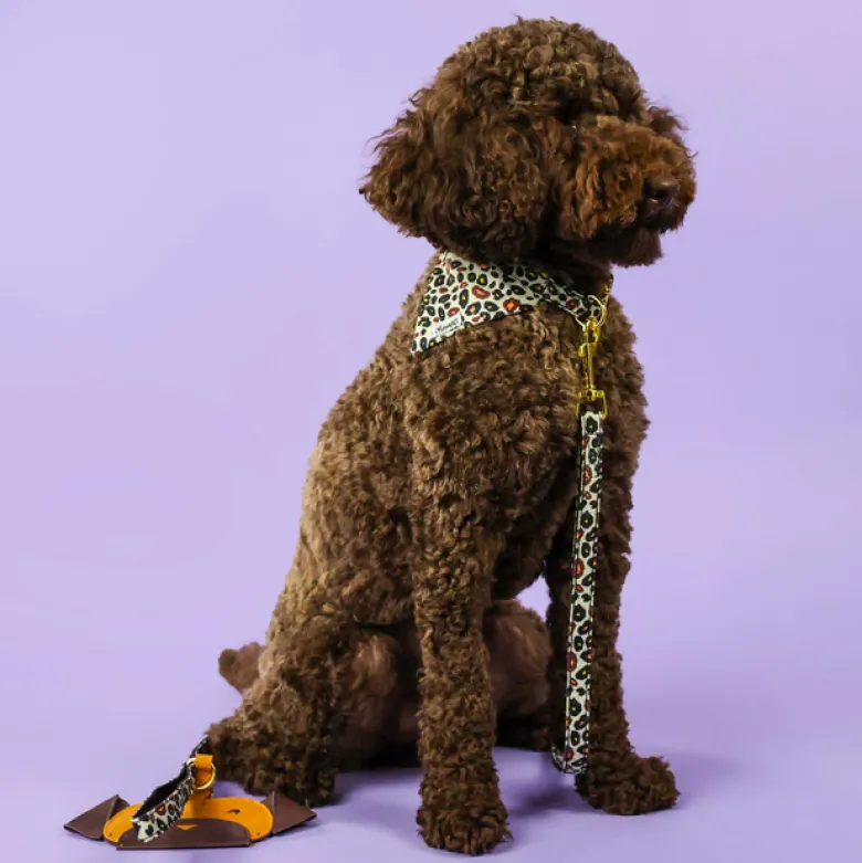 Laisse pour chien ou chat Léopard
