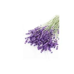 Lavande vraie - huile essentielle bio - 5ml garantie chromacert® - chémotypée &