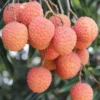 Litchi kwai may rose 7 l 40-60 cm