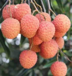 Litchi kwai may rose 7 l 40-60 cm