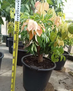 Litchi kwai may rose 7 l 40-60 cm