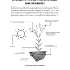 Ma bible des huiles essentielles