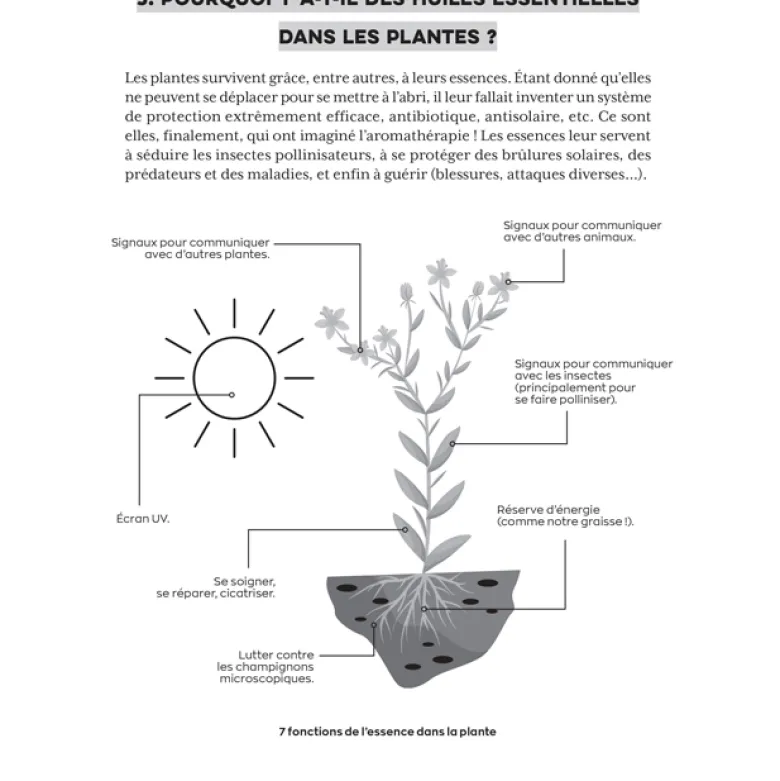 Ma bible des huiles essentielles