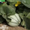 Melon charentais superprécoce du roc - védrantais - graines bio