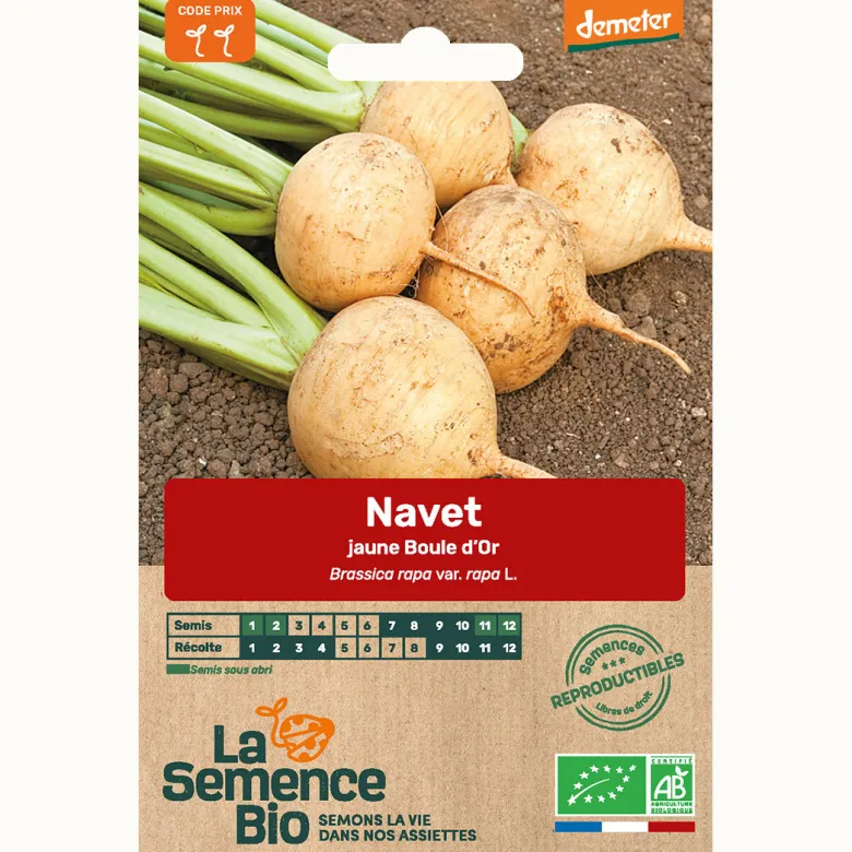 Navet jaune boule d'or bio