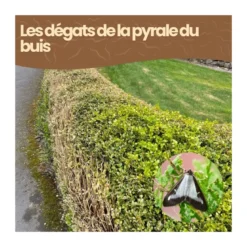 Nématodes sc - 250 m de haie - pyrale du buis - 250 millions