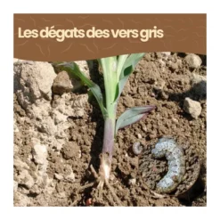 Nématodes sc - 200 m² - vers gris - 100 millions