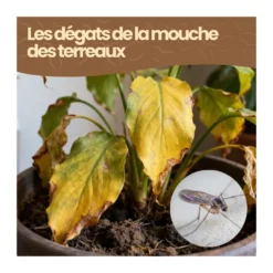 Nématodes sf - 50 pots - mouches des terreaux - 10 millions