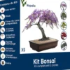 Nopalia® kit bonsaï bio prêt à pousser