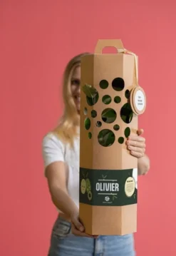 Olivier à planter - idée cadeau