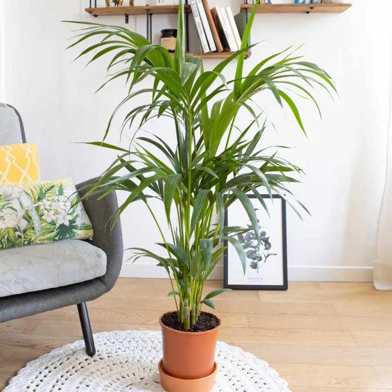 Palmier d'intérieur + cache-pot