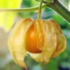 Physalis peruviana 2 l 30-50 cm