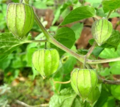Physalis peruviana 2 l 30-50 cm