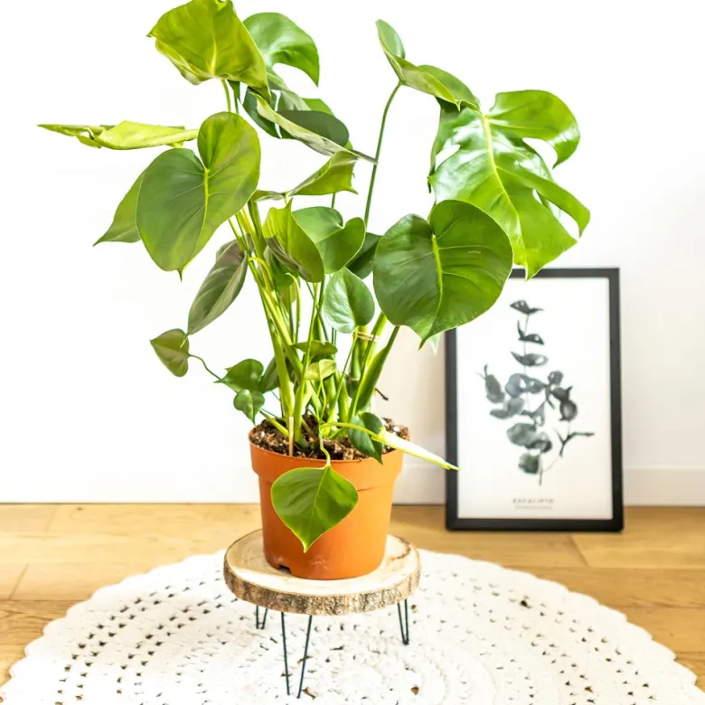 Plante d'intérieur : monstera déliciosa