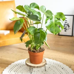 Plante d'intérieur : monstera déliciosa
