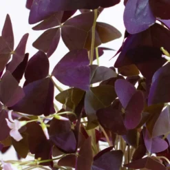 Plante d'intérieur : oxalis + cache-pot