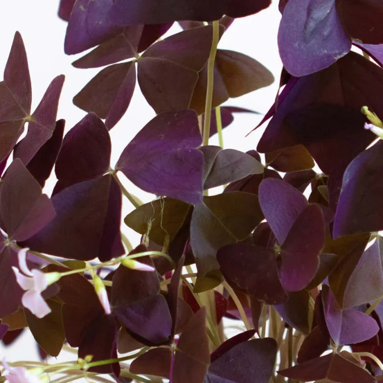 Plante d'intérieur : oxalis + cache-pot