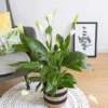 Plante fleur de lune avec cache-pot