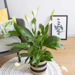 Plante fleur de lune avec cache-pot