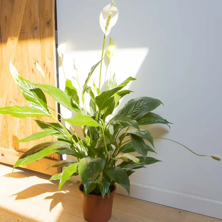 Plante fleur de lune sans cache-pot