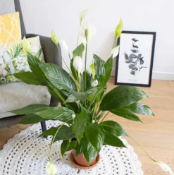 Plante fleur de lune sans cache-pot