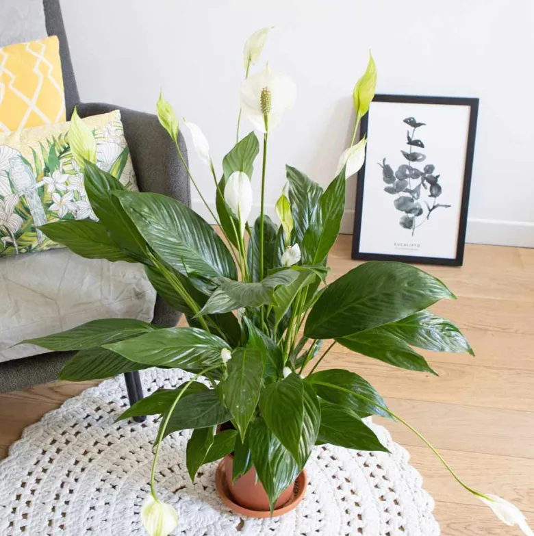 Plante fleur de lune sans cache-pot