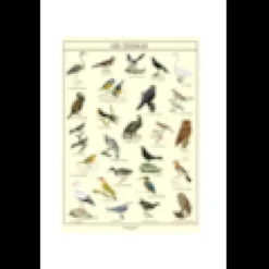 Poster les oiseaux