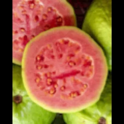Psidium guajava &nbsp;roja&nbsp; 7 l 100-120 cm