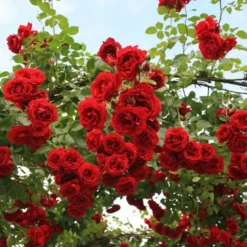 Rosa - rosier grimpante kordes - rosa 'sympathie'