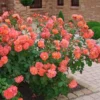 Rosa - rosier grimpante kordes - rosa 'westerland'