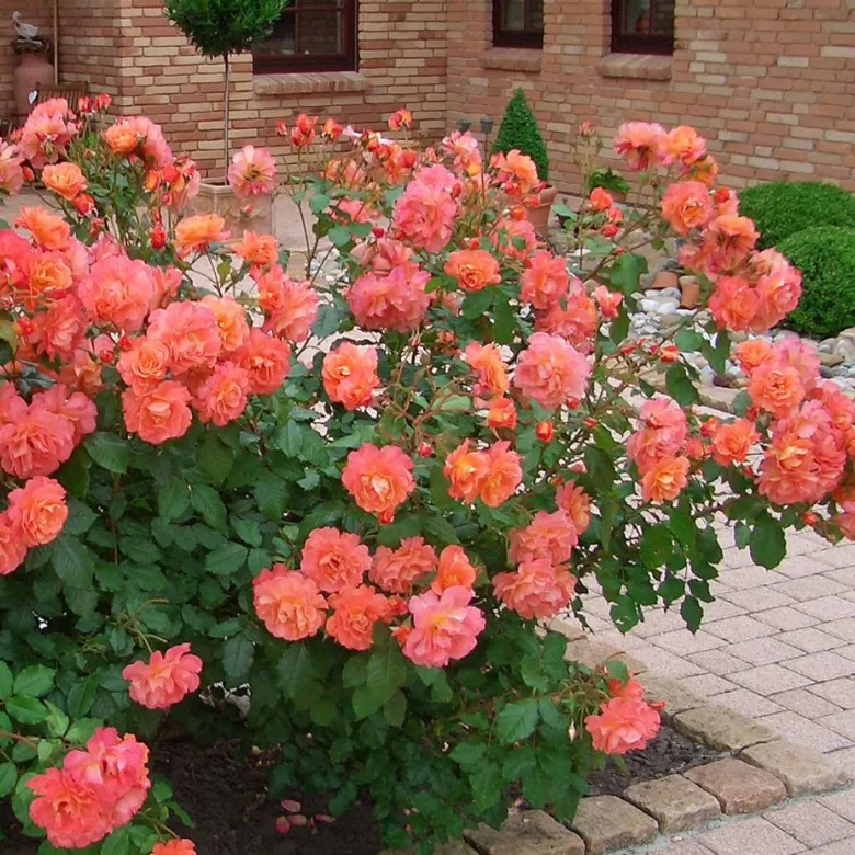 Rosa - rosier grimpante kordes - rosa 'westerland'