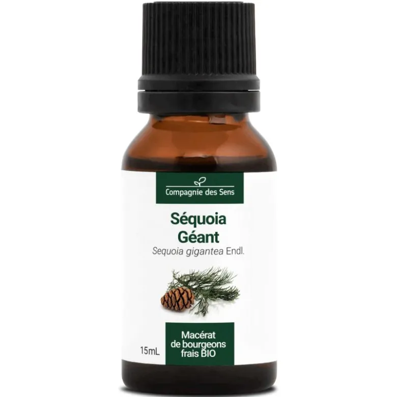 Séquoia géant macérat bourgeons bio 15ml 15