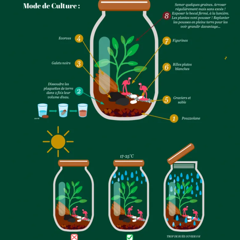 Terrarium à composer soi-même