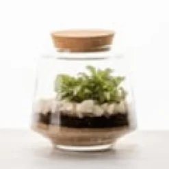 Terrarium Izumi