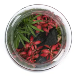 Terrarium Jungle cactus en verre