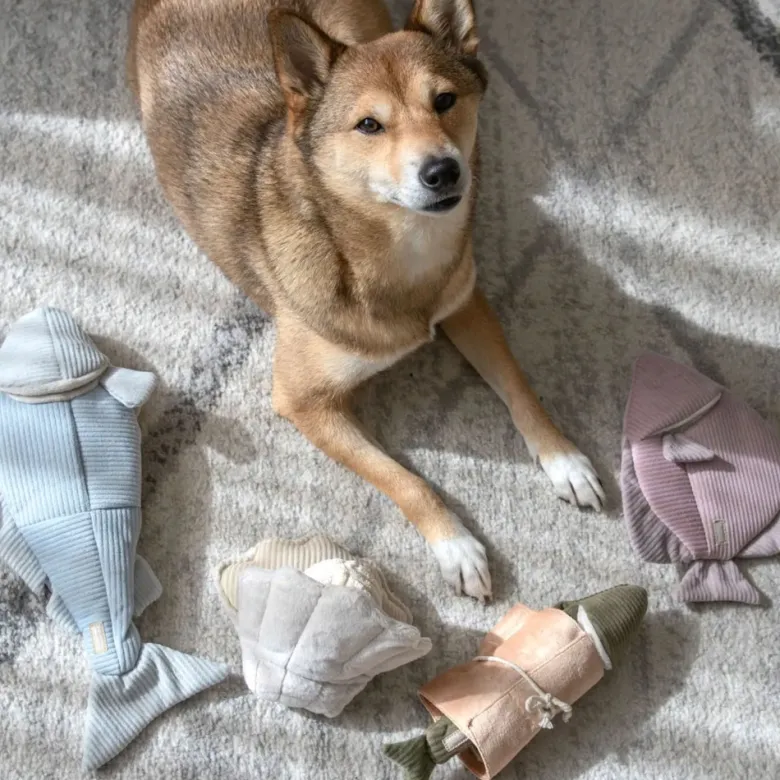 Trouut, jouet de fouille pour chien