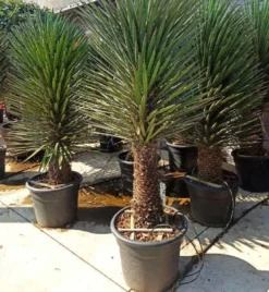Yucca filifera 2 l 20-40 cm
