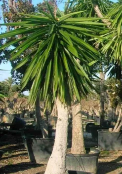 Yucca pied d'éléphant 65 l 180-200 cm