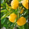 Yuzu 5 4 l 30-50 cm